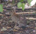/album/fotogaleria/conejo-parado-jpg/